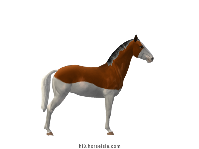 Spotted Saddle Horse Bright Bay Splash Coat (right view)